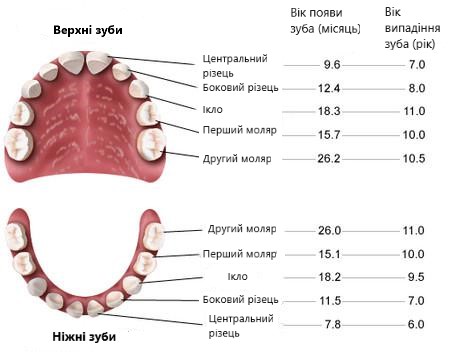 Діаграма прорізування і випадання молочних зубів у дитини