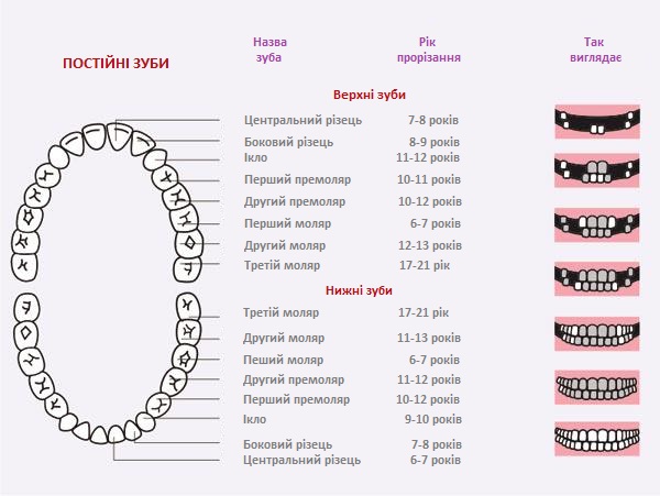Діаграма формування постійних зубів